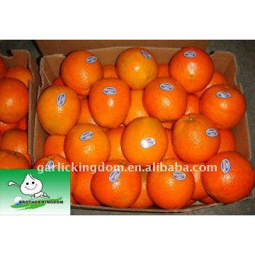 Big Navel Orange in 15kg paper carton